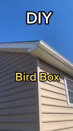 Build Your Own Bird Box with These DIY Tips!
