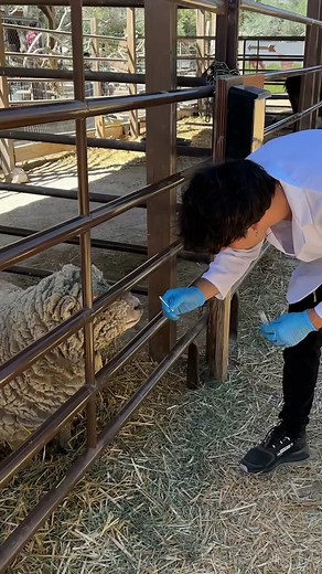 Cloning a SHEEP in a DNA Laboratory 🧬