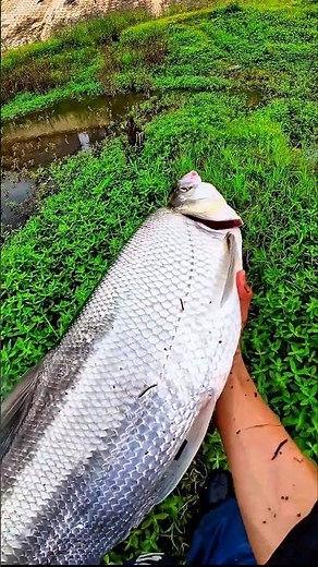 Robin Saw a Giant Fish Jump... Then Ran to Catch It! 😱🐟🏃 #shorts #fishing #viral