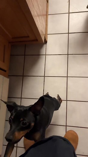 #barking #miniaturepinscher #minpin #feedme | Dexter the Min Pin | Facebook