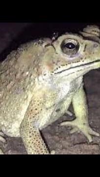 សត្វគីង្គក់/Frog Cambodia