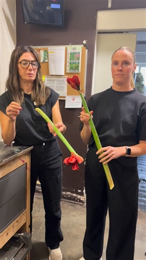 HIPPY BAUBLES: Amaryllis Christmas baubles — a festive creation by Abbie and Helen directed by Connie. We had fun making these for you late today! | Adelaide Flower House