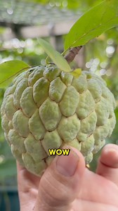 60K views · 596 reactions | Harvesting a custard apple and pruning the tree to help grow more fruits! | Judy Bao Garden | Facebook