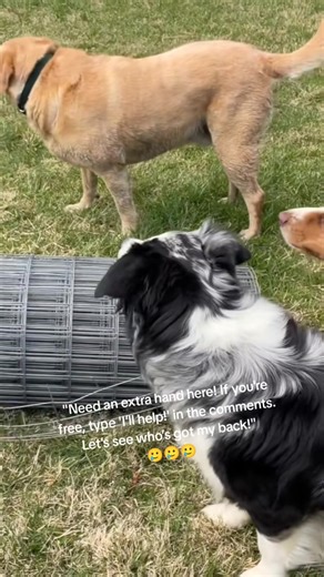 Girl Builds Deer-Proof Garden Fence – Spring at the Farm (How to Set Concrete Posts) #DeerProofFence #FarmLife #DIYGarden #SpringProjects | Boyle Hill