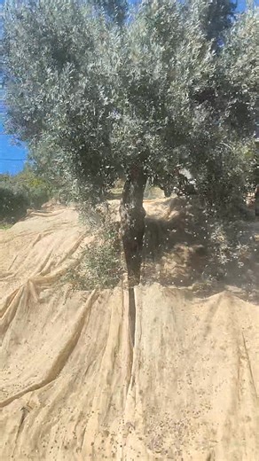 Ieri prima molitura 460 kg di olive 60 kg di Olio, cultivar dolce di Rossano, 430 mt slm Olive che per il periodo sembrano già abbastanza mature | Gino Marino