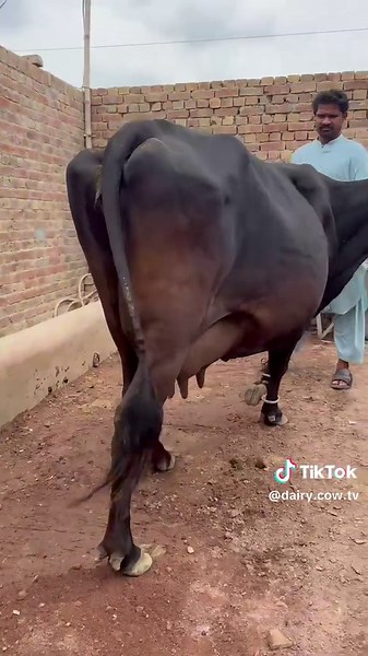 Dairy cow tv on TikTok