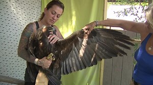 One-footed eagle recovering at wildlife center in the Poconos