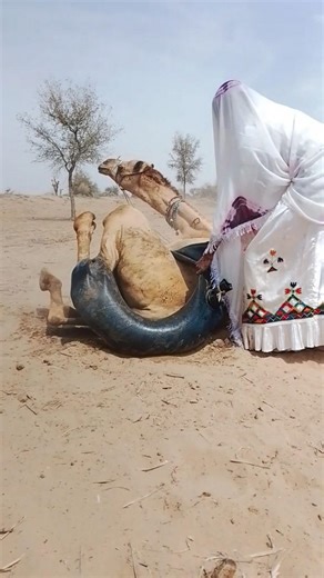 في سراي، امرأة بلباس أبيض تستخدم أنبوبًا أسود كبيرًا خلف الجمل بطريقة غريبة جدًا فيهدأ فورًا