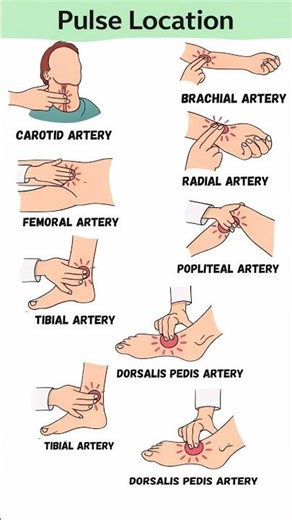 Pulse Location #site #anatomy #pulse #viralvideo #assessment #shortvideo #biology #pusesite