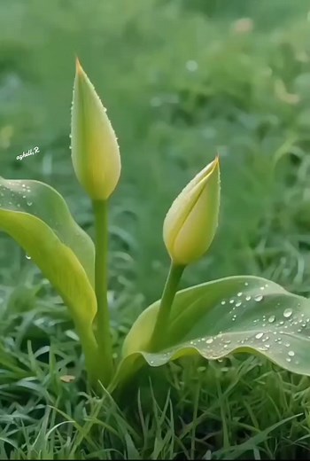 Beautiful rare flowers | Azhell Rambacod