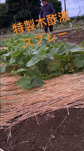 唐辛子とにんにく入り木酢液で害虫と病気を防ぎます#化学肥料不使用 #農業 #オーガニック #家庭菜園 #新規就農 #野菜 #無農薬 #てらぞの農醸 #木酢液