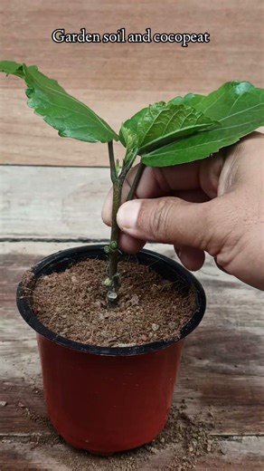 Hibiscus plant propagation Very simple way 🌱 #hibiscus #plants #garden #plantpropagation