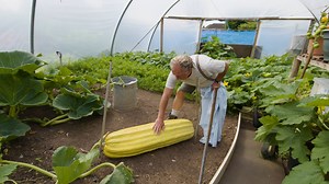 2.5M views · 37K shares | In a quiet, small village in southern Wales, Phillip Vowles grows some MASSIVE vegetables. Like, 100-pound-zucchini and 120-pound-cabbage. | Great Big Story | Facebook