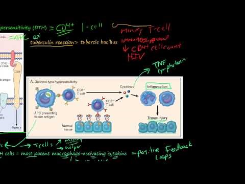 81P- Delayed-Type Hypersensitivity, T-Cell-Mediated (Type IV) Hypersensitivity