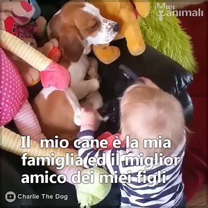 1.2M views · 4.2K reactions | Alcune domande che non devi fare a chi ha un cane...e cosa puoi rispondere | My Animals ITA | Facebook