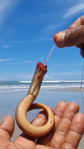 Umpan terbaik mancing GT | Roso Fishing New