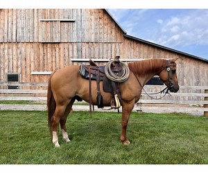 Yoder Bros. Large Horse & Carriage Auction