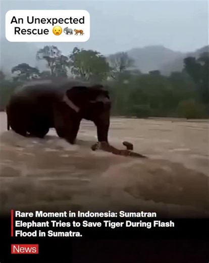 Pouya Saadat | In the middle of a violent flood, something quietly sacred happened An elephant stopped… turned back… and chose compassion. Not for its... | Instagram