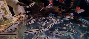 1.6K views · 22 reactions | Siamese Algae.&Guppy. | Nemo Animal Store | Facebook