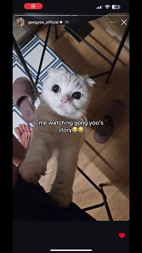 Emotional Moments with Gong Yoo and My Pet Cat