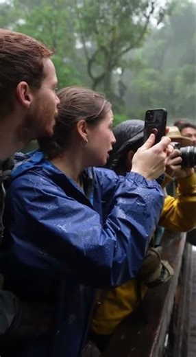 High-Stakes Chase: Wolf vs Rabbit on a Mossy Log! #wildlife #nature #adventure