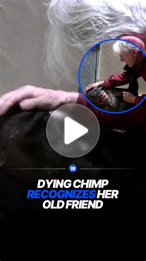 Chimpanzee shares emotional goodbye with longtime human friend