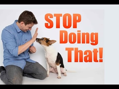 How to Correct your Dog's BAD Behavior!