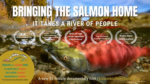 Bringing the Salmon Home documentary