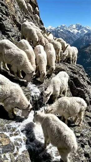 Rocky Goats Climb🐐 Vertical Cliff to Lick Salt #goat #mountainclimbing #wildlife #viral