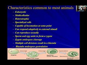 Lecture 11 An Introduction to Animal Diversity Acoelomates and Protostomes Part 1