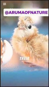 Life Cycle of Chicken|Egg to Chick Cycle #birds #pets #chicken #chicks #rooster #hen #egg #pets #fyp