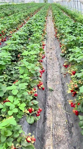 How red can strawberries get? You'd never guess how abundant their harvest is! 🍓