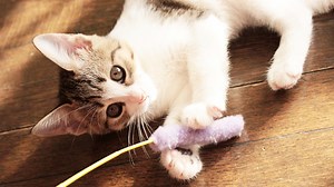 猫との遊び方のコツ8選｜猫がストレス解消できる上手なじゃらし方を解説！