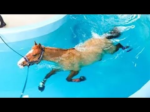 Super Grappige En Schattige Paarden Filmpjes | Grappige Paarden Filmpjes