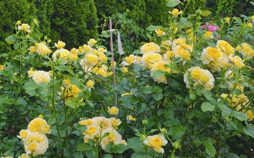 丹陶月季 Inka 樱卡