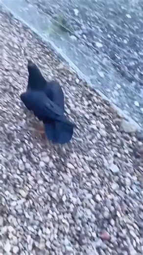 crow 🥰🐦‍⬛ on Instagram: "The intersting core 😍 Follow @crow_lovers_daily Credit white cat tik tok (DM for credit or removal/ No copyright intended. All rights are reserved & belong to their respective owners.) #Crow #CrowLove #Corvids #BirdsOfInstagram #WildlifePhotography #CrowLife #NatureLovers #CrowBird #BirdWatching #CrowBeauty #CrowFlight #BirdLovers #Corvidae #CrowPerfection #CrowWorld #WildBirds #CrowsOfInstagram #CrowPhotography #CrowMagic #WildlifeLovers #BirdPhotos #CrowWings #BirdL