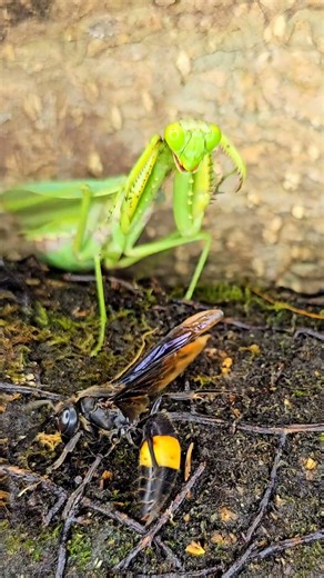 Kung Fu Mantis vs Wasp - The Ultimate Insect Battle #mantis #wasp #canvasoftheWild
