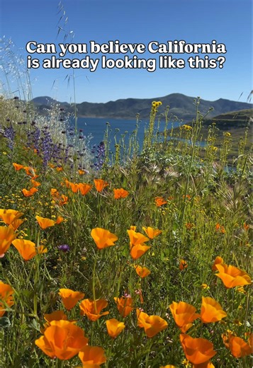 Your guide to flower season in California ⤵️ California Flower Guide Map with 400 locations all over the state, including: 🌷 Flower fields 🪴 Gardens 🥾 Wildflower hikes ( trail info) 🏞 Parks 🌻 U-pick farms 🎪 Special events & SO MUCH MORE The guide is a 94-page e-book a Google Map with tons of locations and info to help you plan your next flower-chasing adventure! I’ve included the anticipated “best times to go” and a helpful resource guide to help you identify flowers and determine whether 