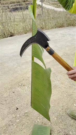 Cutting Banana Leaves with a Billhook, This Method is Amazing, Success in One Go!