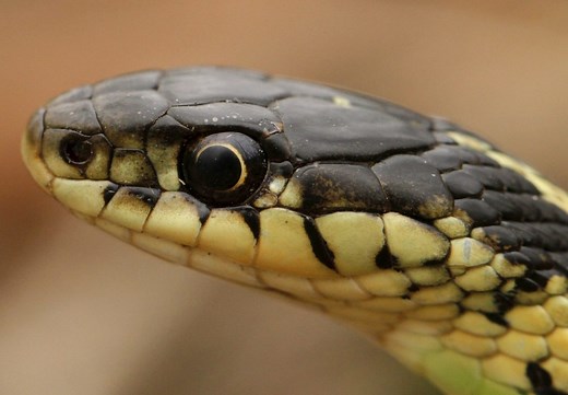 7 Types of Garter Snakes in Texas! (w/ pics)
