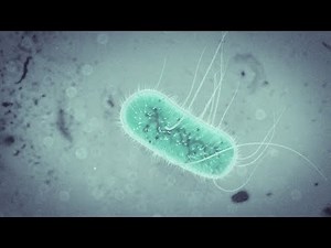 E.Coli Bacteria Animation Tutorial with Cinema 4D / Octane / After Effects