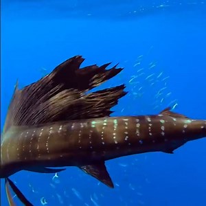 5.4K views · 250 reactions | Look at this amazing footage of a Pacific Sailfish by Kyle Christensen. Have you encountered one before? : @bluelifewild (IG) | SSI | Facebook