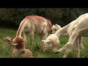 Alpacas de Gredos: An Alpaca Being Born -- The Entire Birthing Process