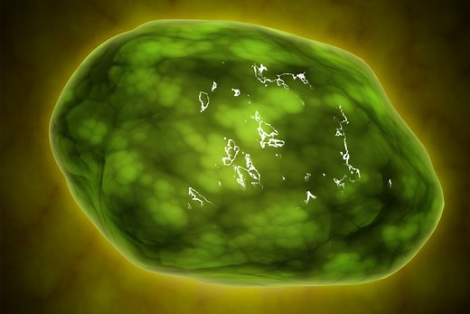 Lysosomes and Cellular Digestion