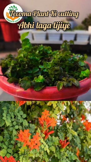 Tecoma Capensis की कटिंग अब लगा लीजिए . . . #gardentips ##gardencutting #tecomaplant #cuttinggrowth #summertime | GardenOfKavita