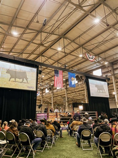 Cowboy ASMR: Relaxing White Noise for Cattle Ranching