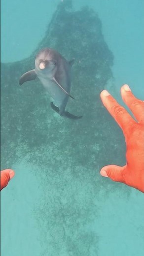 Swimming with Dolphins in the wild