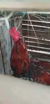perternak ayam adu bangkok