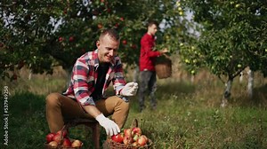 Young farmer sitting on a little stool in the garden sorting the apples in baskets. Boy in red shirt picks fruit from a tree at backdrop in blur.