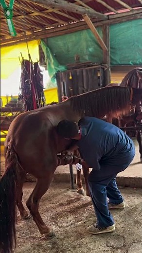 horse getting jacked off